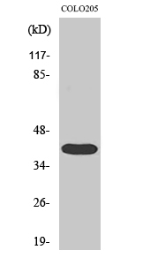 Fig. Western Blot analysis of various cells using 3pK Polyclonal Antibody.
