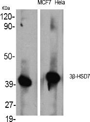 Fig.1. Western Blot analysis of various cells using 3β-HSD7 Polyclonal Antibody diluted at 1:1000.