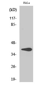 Fig.2. Western Blot analysis of COLO205 cells using 3β-HSD7 Polyclonal Antibody diluted at 1:1000.