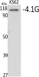 Fig.1. Western Blot analysis of various cells using 4.1G Polyclonal Antibody.