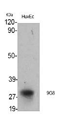 Fig.1. Western Blot analysis of various cells using 9G8 Polyclonal Antibody.
