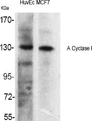Fig.1. Western Blot analysis of various cells using A Cyclase I Polyclonal Antibody.