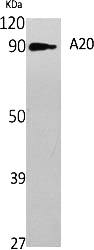 Fig.1. Western Blot analysis of various cells using A20 Polyclonal Antibody.