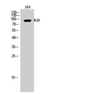 Fig.2. Western Blot analysis of 293 cells using A20 Polyclonal Antibody.