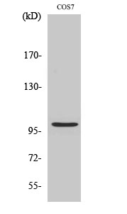 Fig. Western Blot analysis of various cells using AAK1 Polyclonal Antibody.
