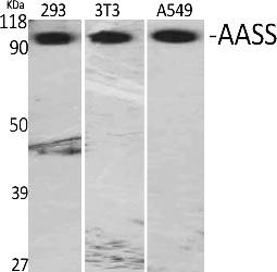 Fig.1. Western Blot analysis of various cells using AASS Polyclonal Antibody.