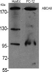 Fig.1. Western Blot analysis of various cells using ABCA8 Polyclonal Antibody.