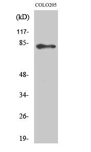 Fig. Western Blot analysis of various cells using ABCB10 Polyclonal Antibody.