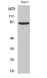 Fig.1. Western Blot analysis of various cells using ABCB7 Polyclonal Antibody diluted at 1:1000.