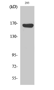 Fig. Western Blot analysis of various cells using ABCC12 Polyclonal Antibody diluted at 1:500.