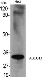 Fig.1. Western Blot analysis of various cells using ABCC13 Polyclonal Antibody.