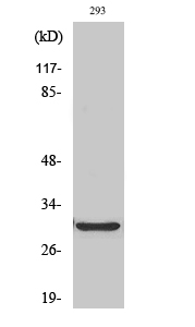 Fig.2. Western Blot analysis of HT29 cells using ABCC13 Polyclonal Antibody.