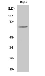 Fig.2. Western Blot analysis of HepG2 cells using ABCD4 Polyclonal Antibody diluted at 1:500.