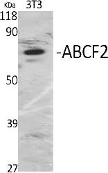Fig.1. Western Blot analysis of various cells using ABCF2 Polyclonal Antibody.