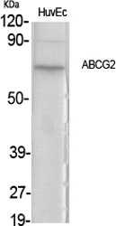 Fig.1. Western Blot analysis of various cells using ABCG2 Polyclonal Antibody.