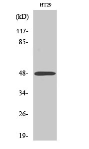 Fig. Western Blot analysis of various cells using ABHD2 Polyclonal Antibody.