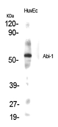 Fig.1. Western Blot analysis of various cells using Abi-1 Polyclonal Antibody.