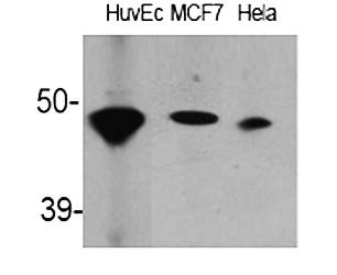 Fig.1. Western Blot analysis of various cells using ACAT-1 Polyclonal Antibody.