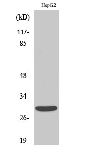 Fig. Western Blot analysis of various cells using ACBD6 Polyclonal Antibody diluted at 1:1000.
