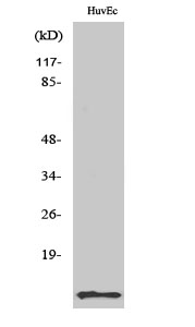 Fig. Western Blot analysis of various cells using ACBP Polyclonal Antibody.
