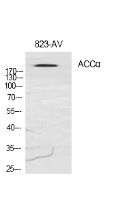 Fig.1. Western Blot analysis of various cells using ACCα Polyclonal Antibody diluted at 1:1000.