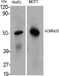 Fig.1. Western Blot analysis of various cells using AChRα10 Polyclonal Antibody.