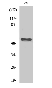 Fig. Western Blot analysis of various cells using AChRα5 Polyclonal Antibody.