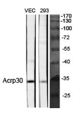 Fig.1. Western Blot analysis of various cells using Acrp30 Polyclonal Antibody diluted at 1:1000.