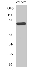 Fig. Western Blot analysis of various cells using ACSL6 Polyclonal Antibody diluted at 1:1000.