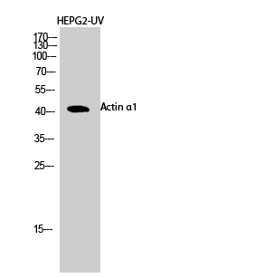 Fig.2. Western Blot analysis of HEPG2-UV cells using Actin α1 Polyclonal Antibody diluted at 1:500.
