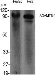 Fig.1. Western Blot analysis of various cells using ADAMTS-1 Polyclonal Antibody.