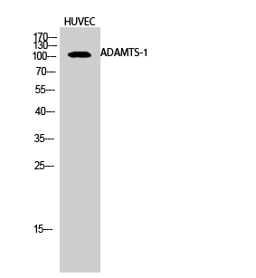 Fig.2. Western Blot analysis of HUVEC cells using ADAMTS-1 Polyclonal Antibody.
