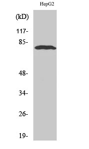 Fig. Western Blot analysis of various cells using ADAR2 Polyclonal Antibody.