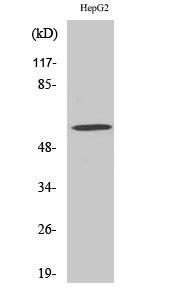 Fig. Western Blot analysis of various cells using ADCK4 Polyclonal Antibody.