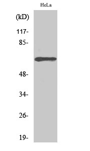 Fig. Western Blot analysis of various cells using ADCK5 Polyclonal Antibody.