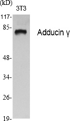 Fig.1. Western Blot analysis of various cells using Adducin γ Polyclonal Antibody.