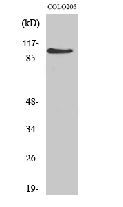 Fig. Western Blot analysis of various cells using AF-10 Polyclonal Antibody diluted at 1:1000.