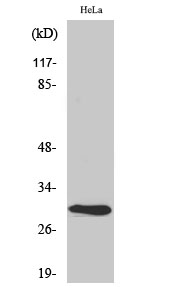 Fig. Western Blot analysis of various cells using AI-BP Polyclonal Antibody diluted at 1:2000.