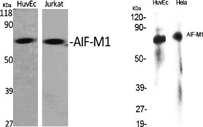 Fig.1. Western Blot analysis of various cells using AIF-M1 Polyclonal Antibody diluted at 1:1000.