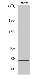 Fig.2. Western Blot analysis of Jurkat cells using AIF-M1 Polyclonal Antibody diluted at 1:1000.