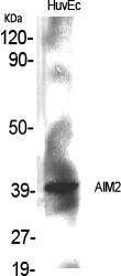 Fig.1. Western Blot analysis of various cells using AIM2 Polyclonal Antibody.