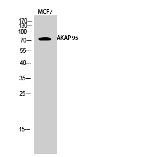 Fig.2. Western Blot analysis of MCF7 cells using AKAP 95 Polyclonal Antibody diluted at 1:1000.