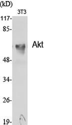 Fig.1. Western Blot analysis of various cells using Akt Polyclonal Antibody diluted at 1:1000.