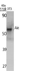 Fig.1. Western Blot analysis of various cells using Akt Polyclonal Antibody diluted at 1:1000.