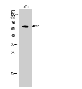 Fig.2. Western Blot analysis of 3T3 cells using Akt2 Polyclonal Antibody diluted at 1:500.