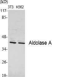 Fig.1. Western Blot analysis of various cells using Aldolase A Polyclonal Antibody diluted at 1:1000.
