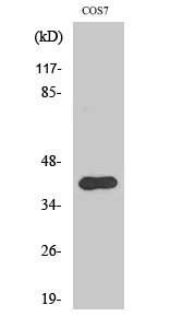 Fig. Western Blot analysis of various cells using AMID Polyclonal Antibody.