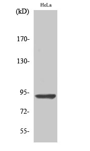 Fig. Western Blot analysis of various cells using AMPD2 Polyclonal Antibody.
