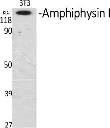 Fig.1. Western Blot analysis of various cells using Amphiphysin I Polyclonal Antibody.