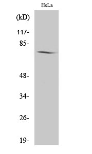 Fig.2. Western Blot analysis of HeLa cells using Amphiphysin I Polyclonal Antibody.